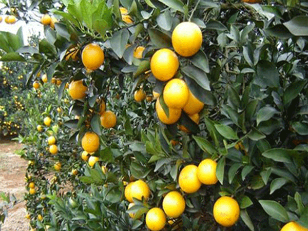 紅心獼猴桃高產關鍵在91香蕉视频APP污污