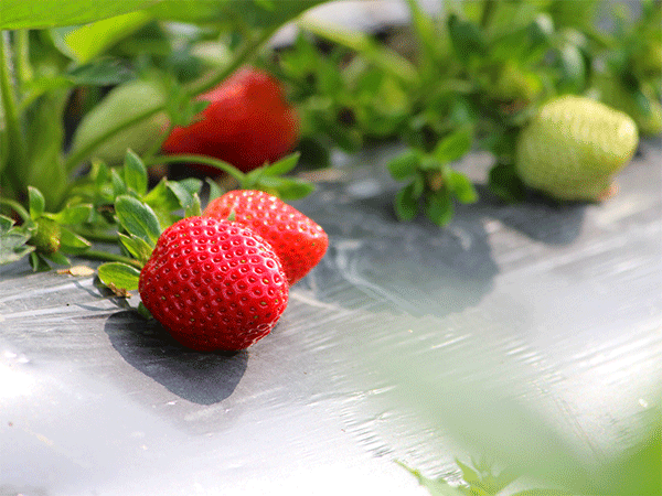 茄子苗期91香蕉视频APP污污要點